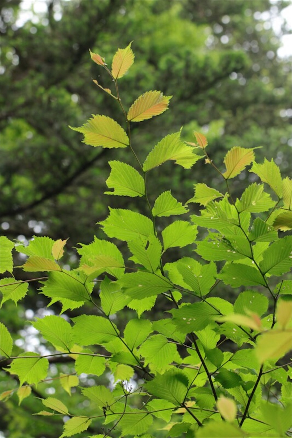 f:id:Jiroviolet:20180519213820j:image