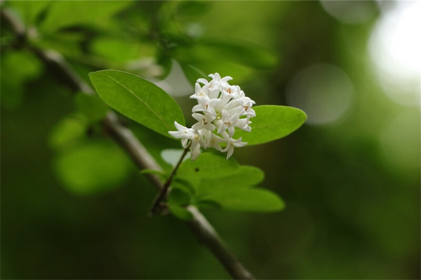 f:id:Jiroviolet:20180519213855j:image