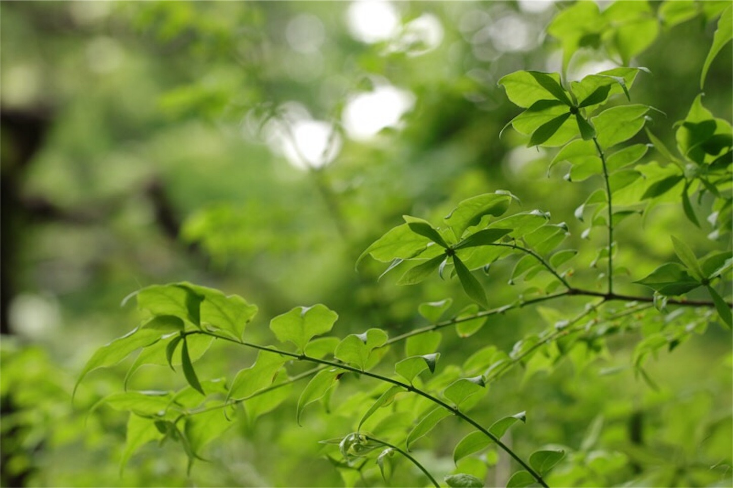 f:id:Jiroviolet:20180519213956j:image