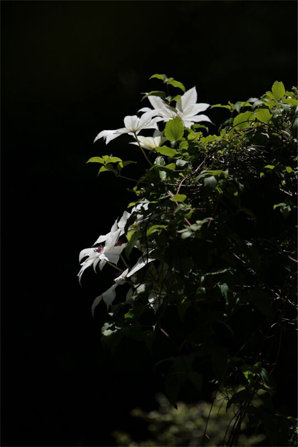 f:id:Jiroviolet:20180524205726j:image