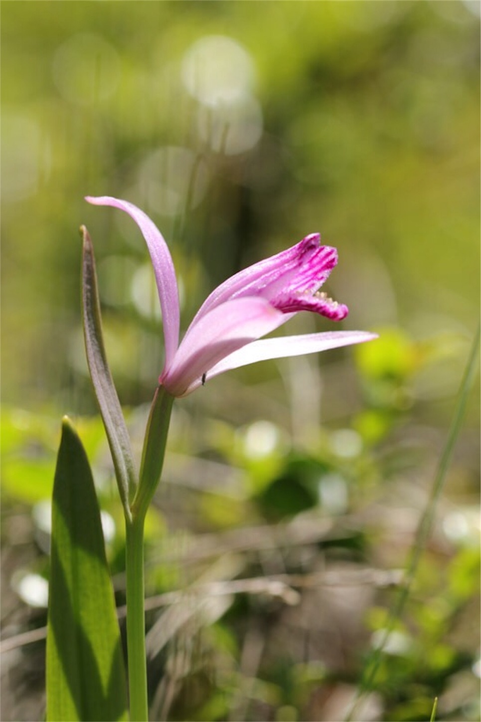 f:id:Jiroviolet:20180524205949j:image