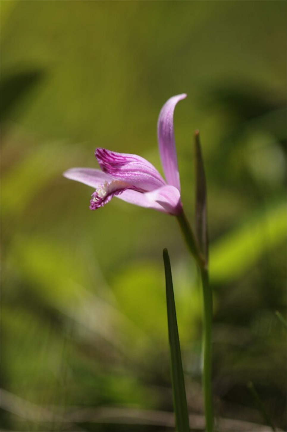 f:id:Jiroviolet:20180524210028j:image