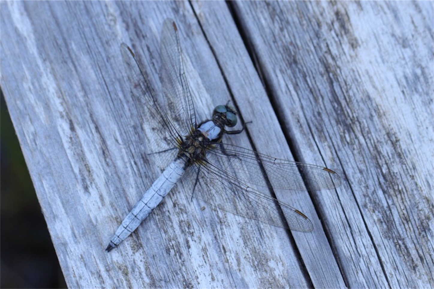 f:id:Jiroviolet:20180524210145j:image