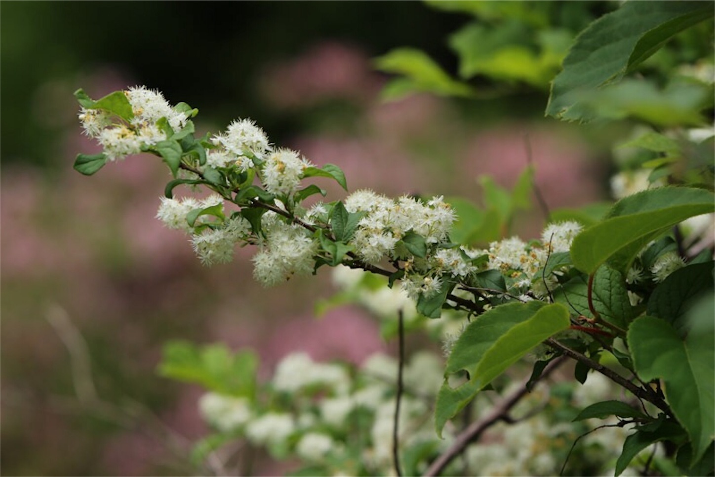 f:id:Jiroviolet:20180529134635j:image