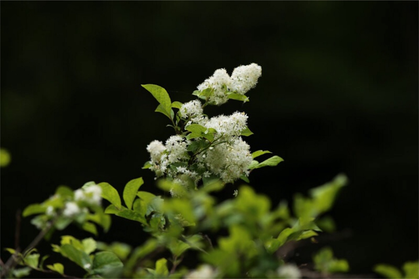 f:id:Jiroviolet:20180529134649j:image