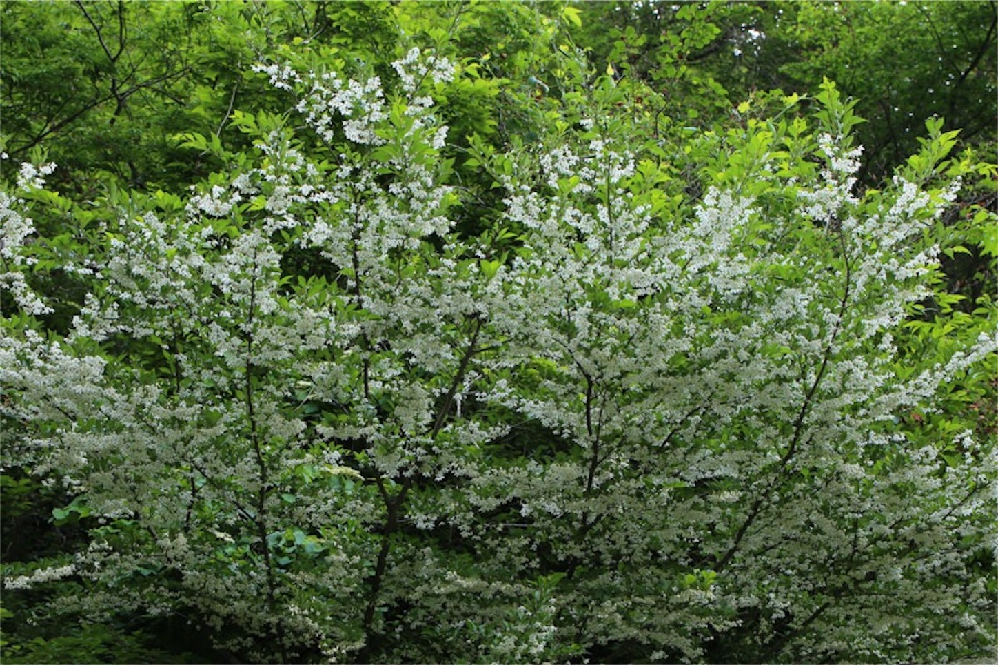 f:id:Jiroviolet:20180529134912j:image