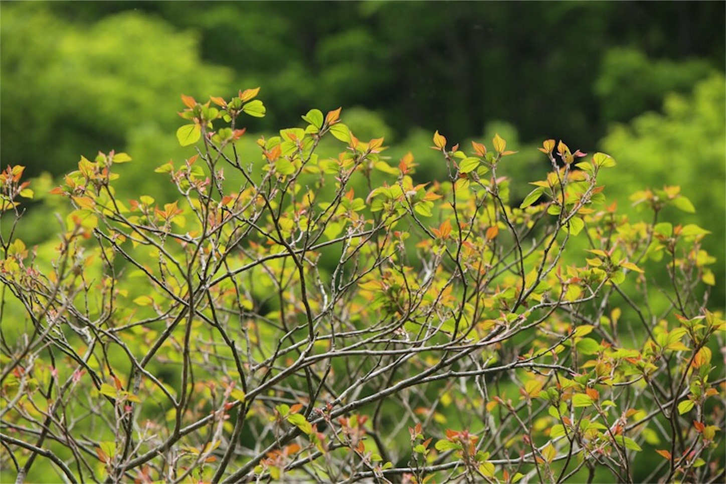 f:id:Jiroviolet:20180529195621j:image