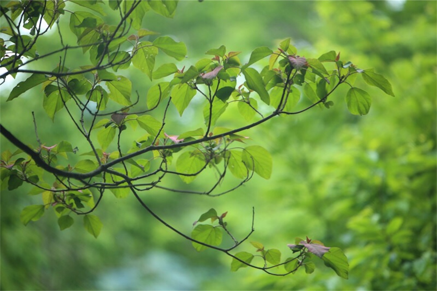 f:id:Jiroviolet:20180529195644j:image