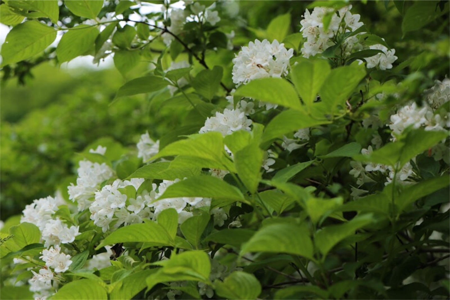 f:id:Jiroviolet:20180529200249j:image