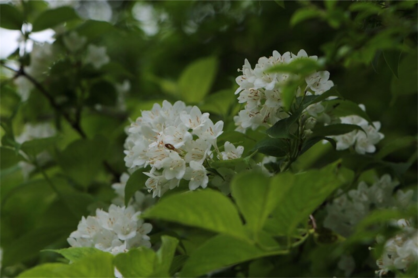 f:id:Jiroviolet:20180529200300j:image