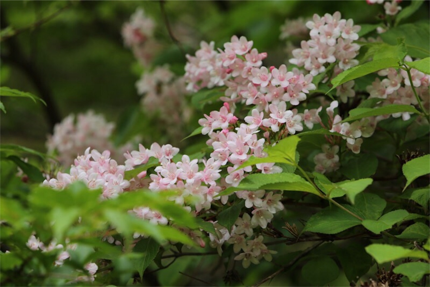 f:id:Jiroviolet:20180529200901j:image