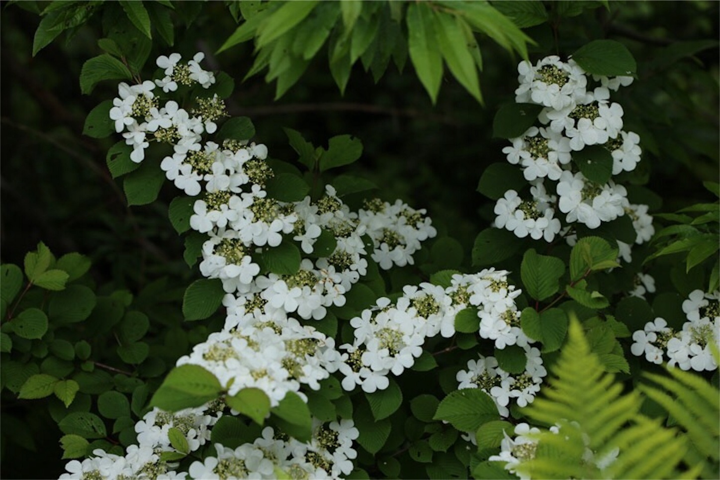 f:id:Jiroviolet:20180529203543j:image