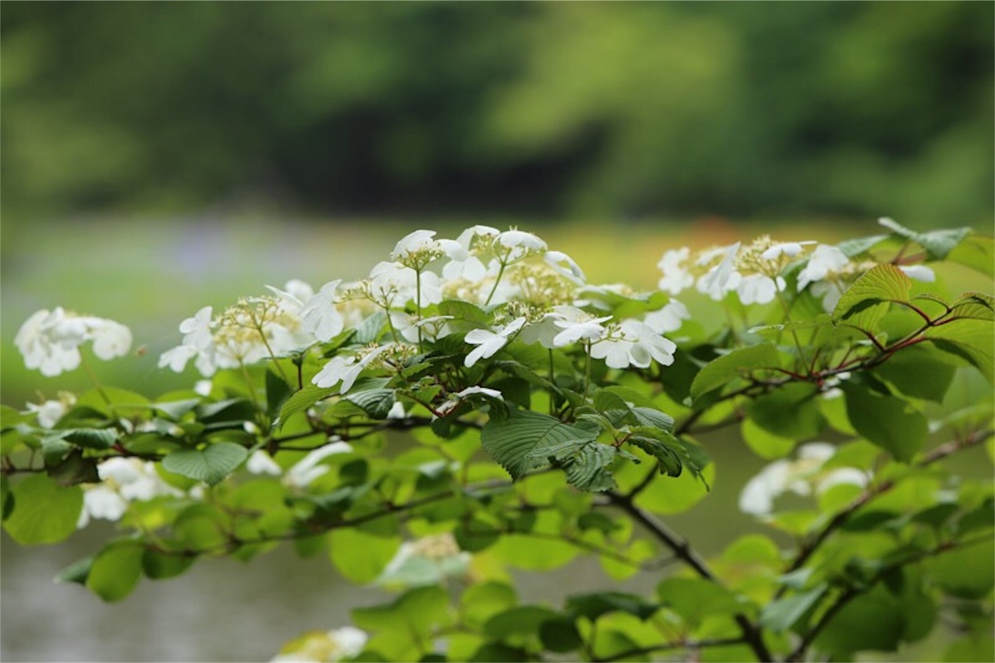 f:id:Jiroviolet:20180529203619j:image