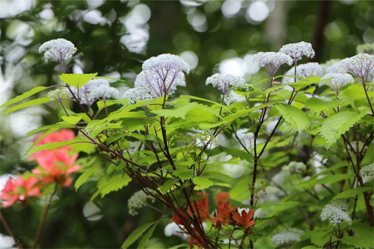 f:id:Jiroviolet:20180529204035j:image
