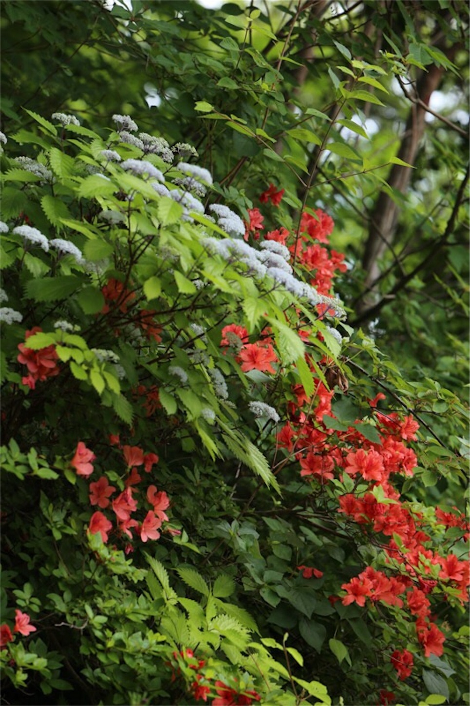 f:id:Jiroviolet:20180529204046j:image