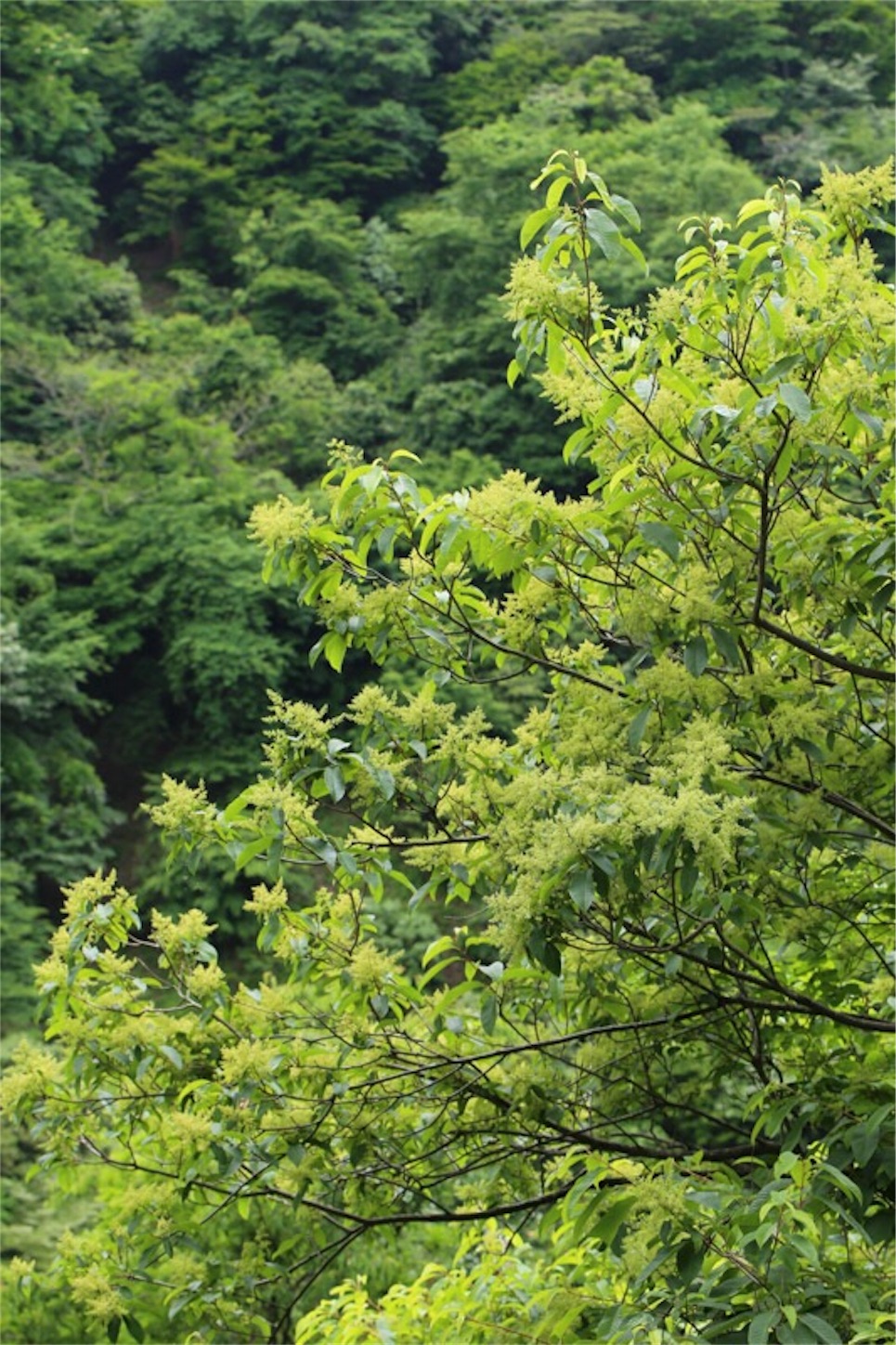 f:id:Jiroviolet:20180529204356j:image