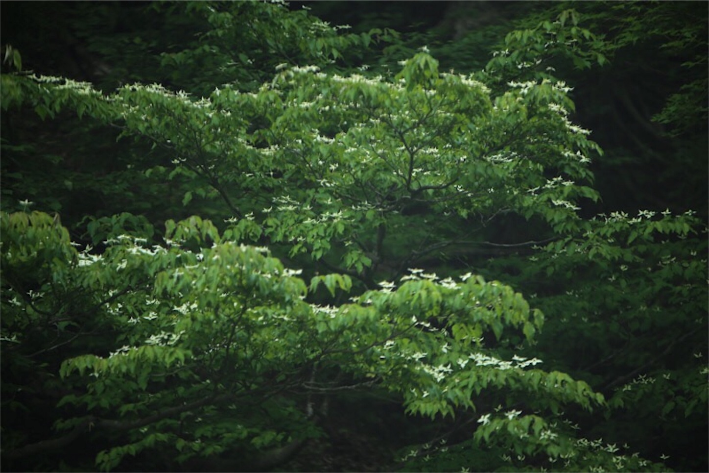 f:id:Jiroviolet:20180529204517j:image