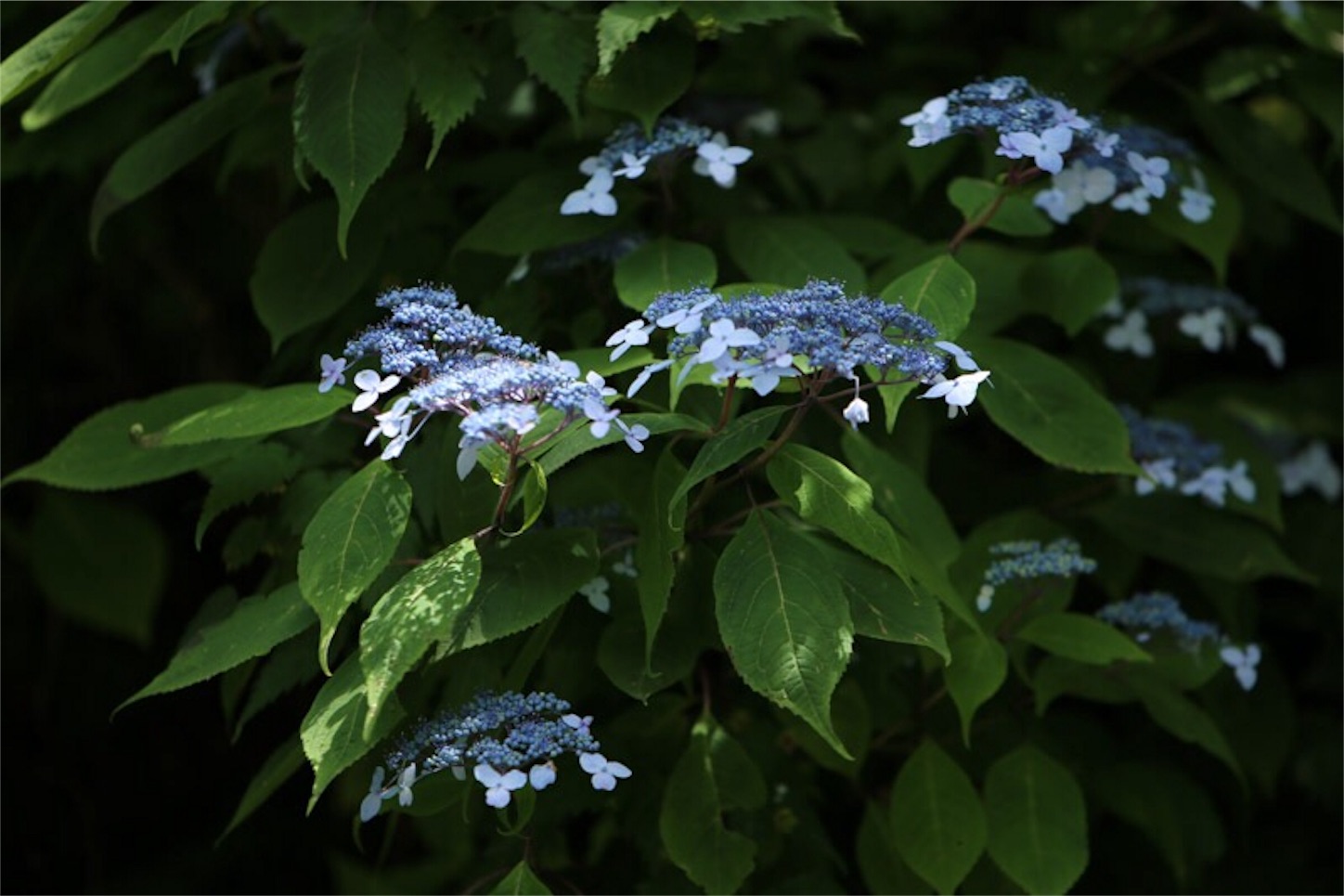 f:id:Jiroviolet:20180617201209j:image
