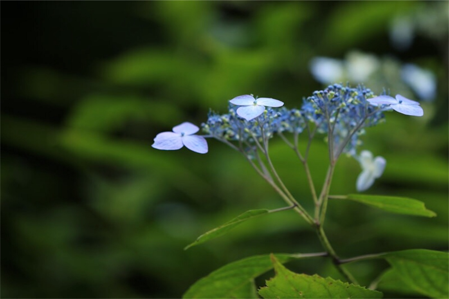 f:id:Jiroviolet:20180617201229j:image