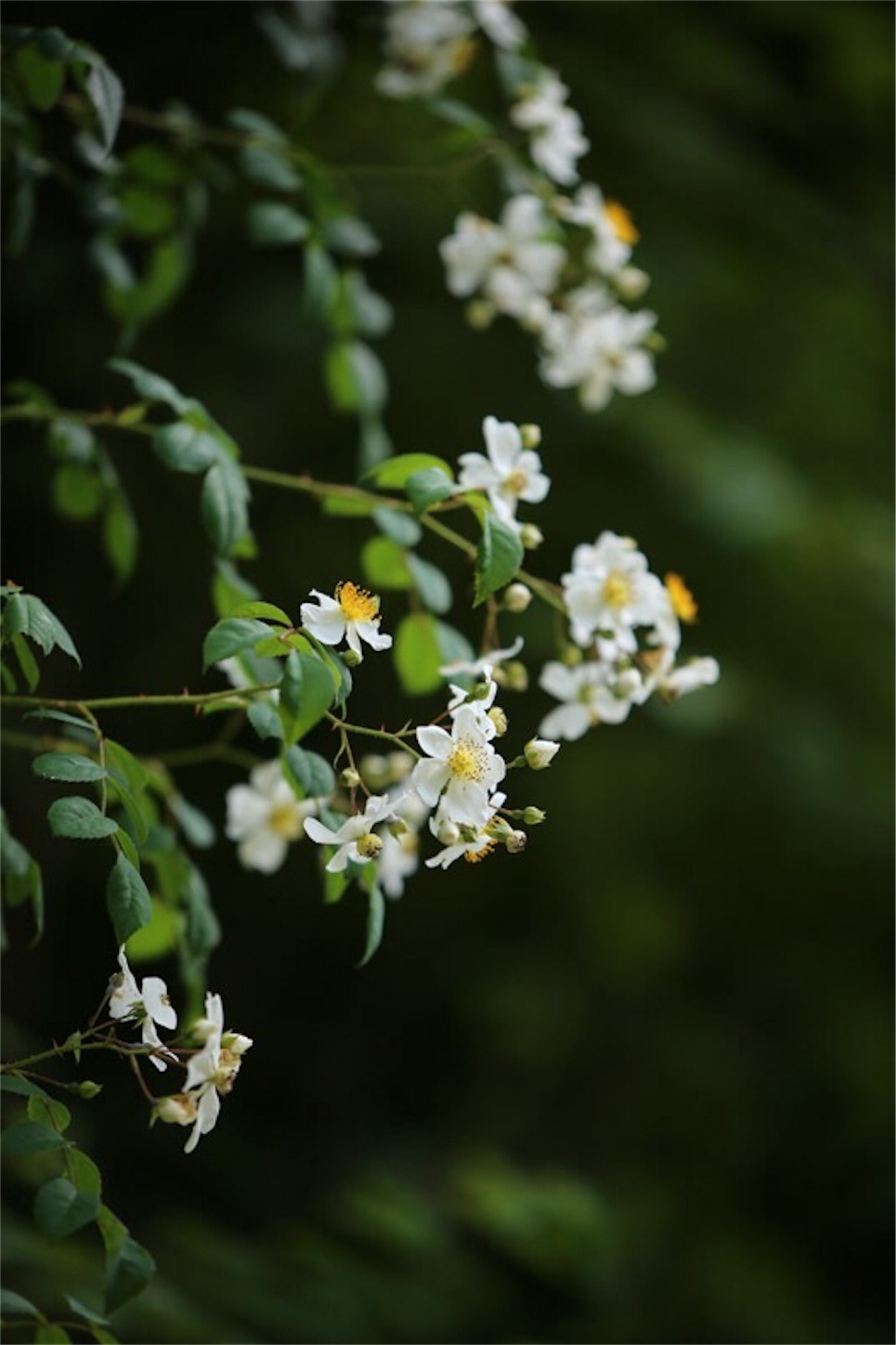 f:id:Jiroviolet:20180617201328j:image