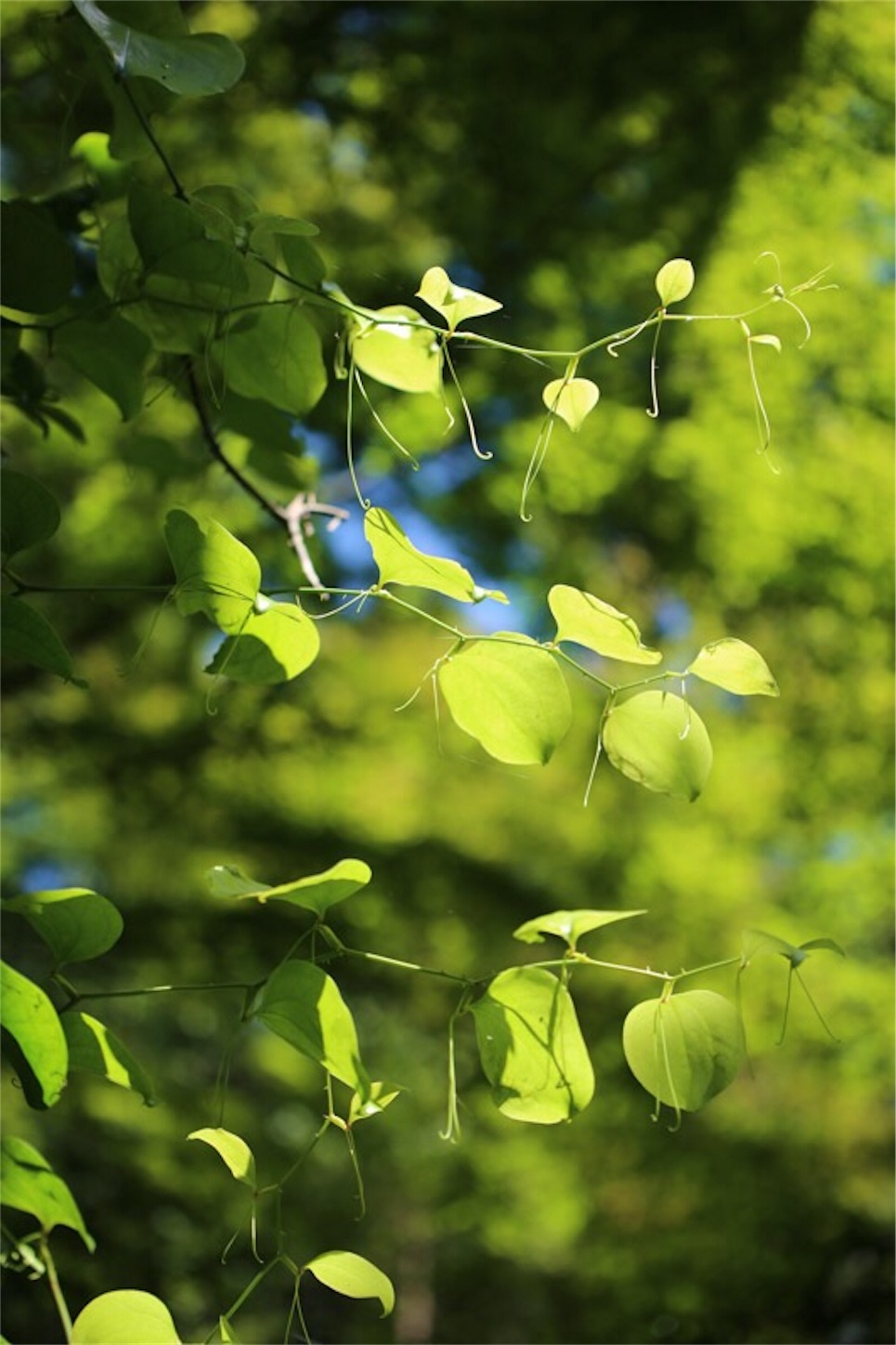 f:id:Jiroviolet:20180617201426j:image