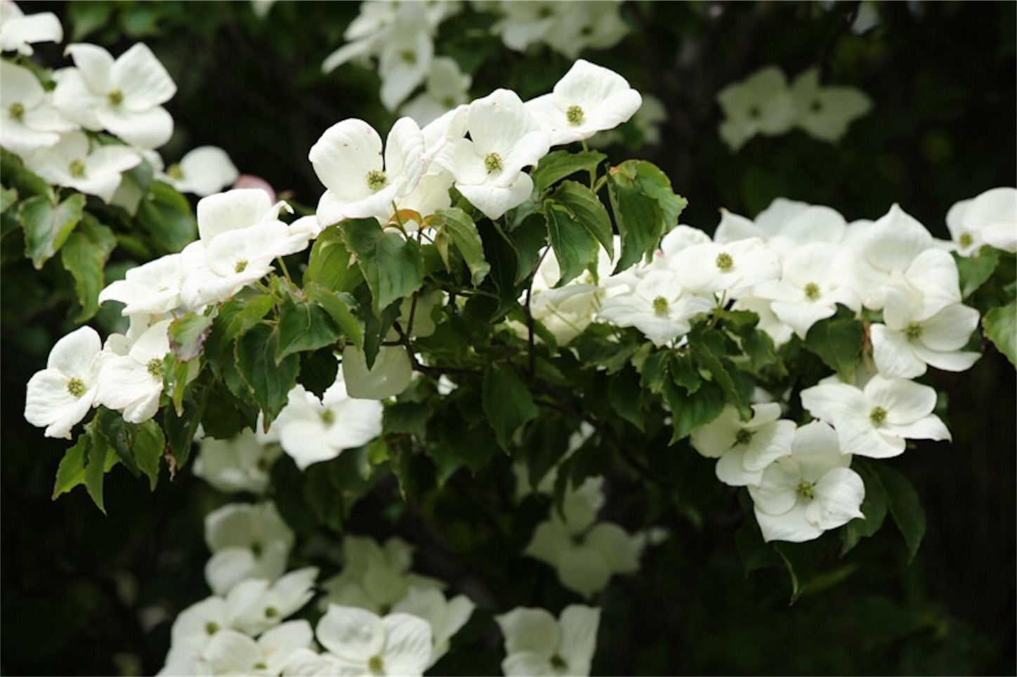 f:id:Jiroviolet:20180617202231j:image