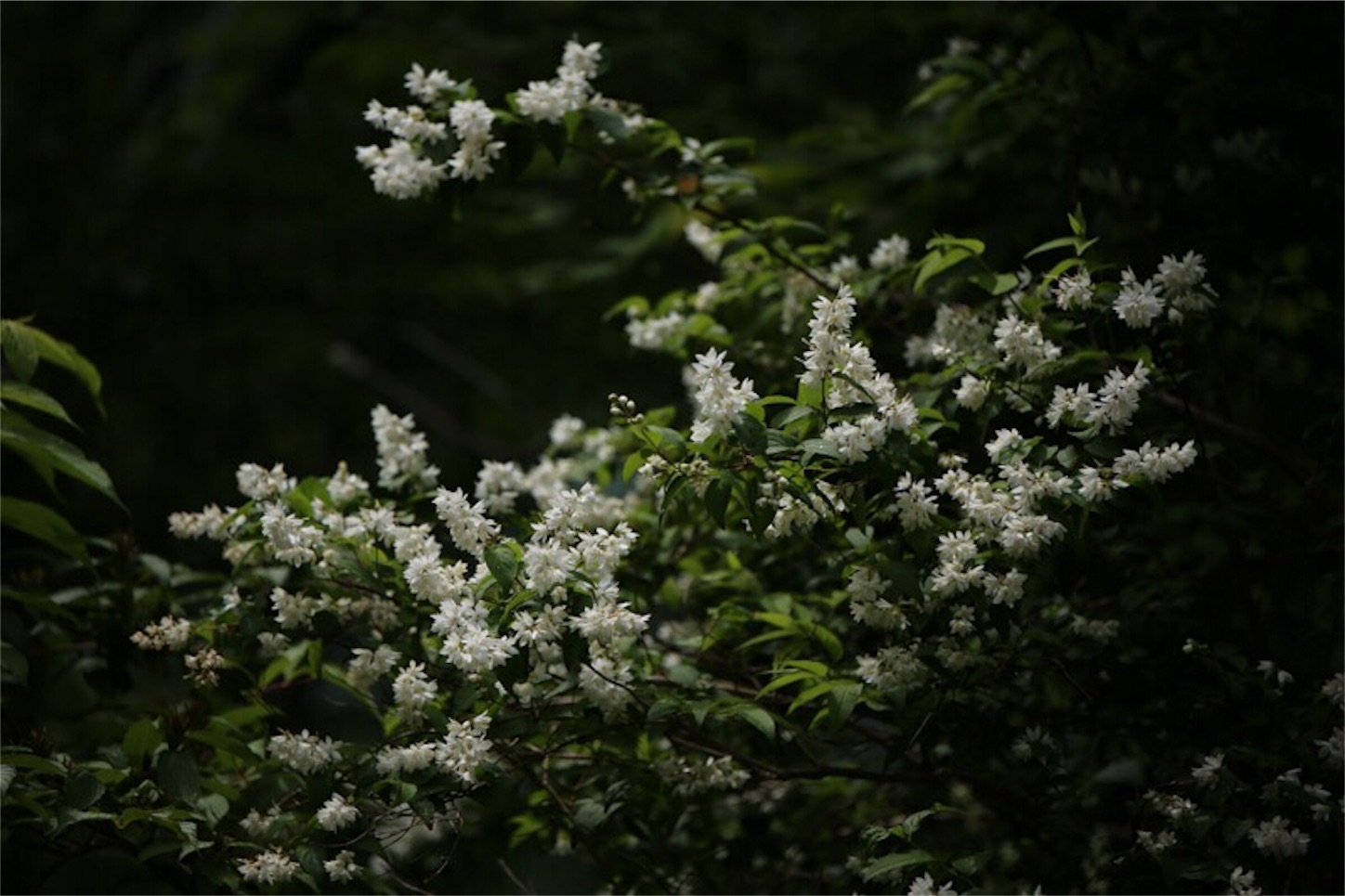 f:id:Jiroviolet:20180617203311j:image