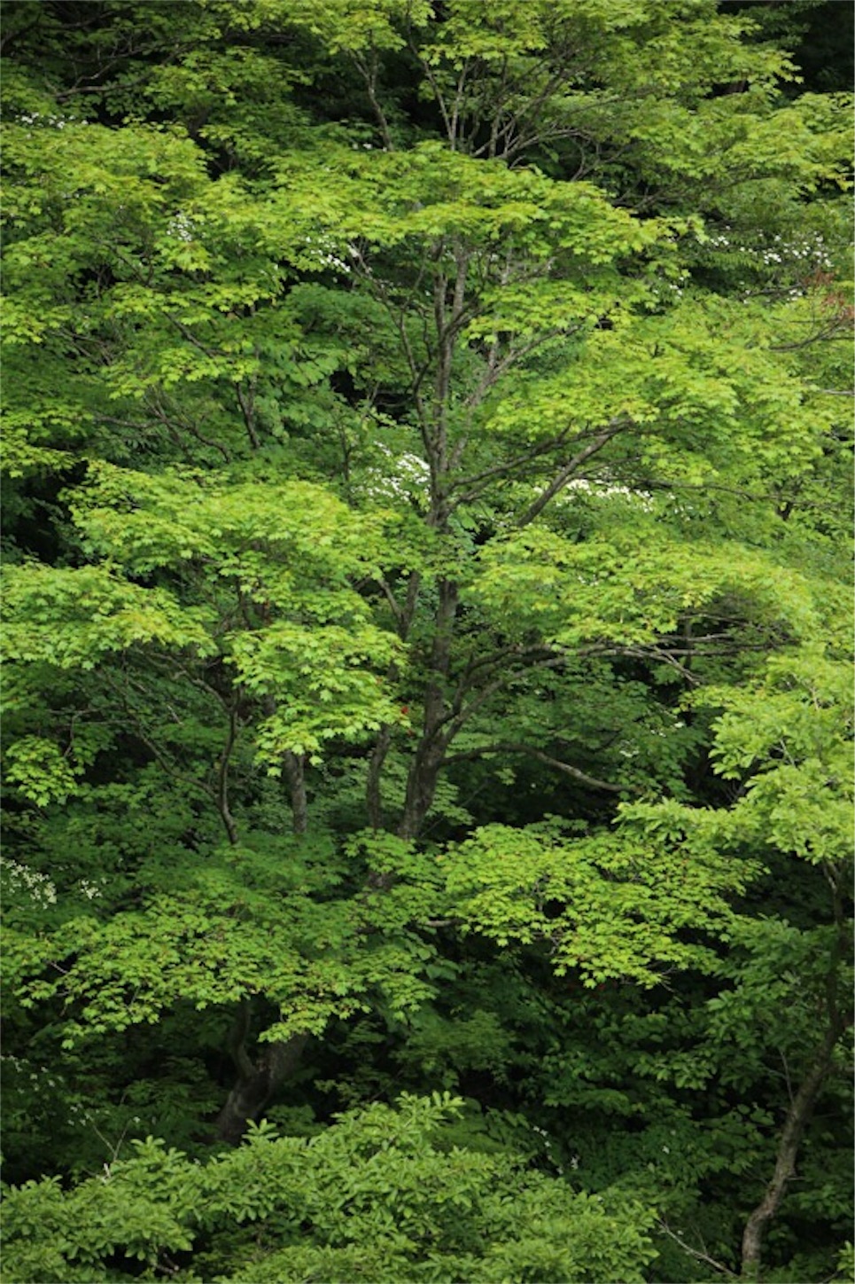 f:id:Jiroviolet:20180617203523j:image
