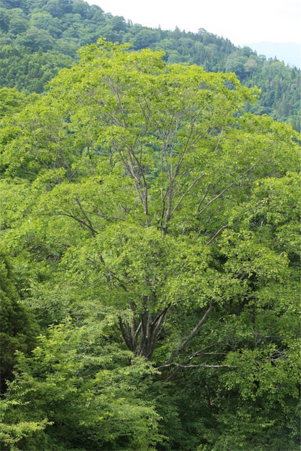 f:id:Jiroviolet:20180617203754j:image