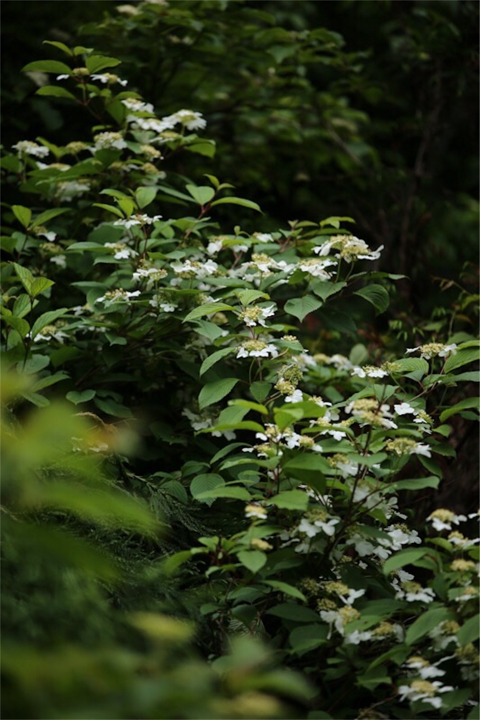 f:id:Jiroviolet:20180617203823j:image