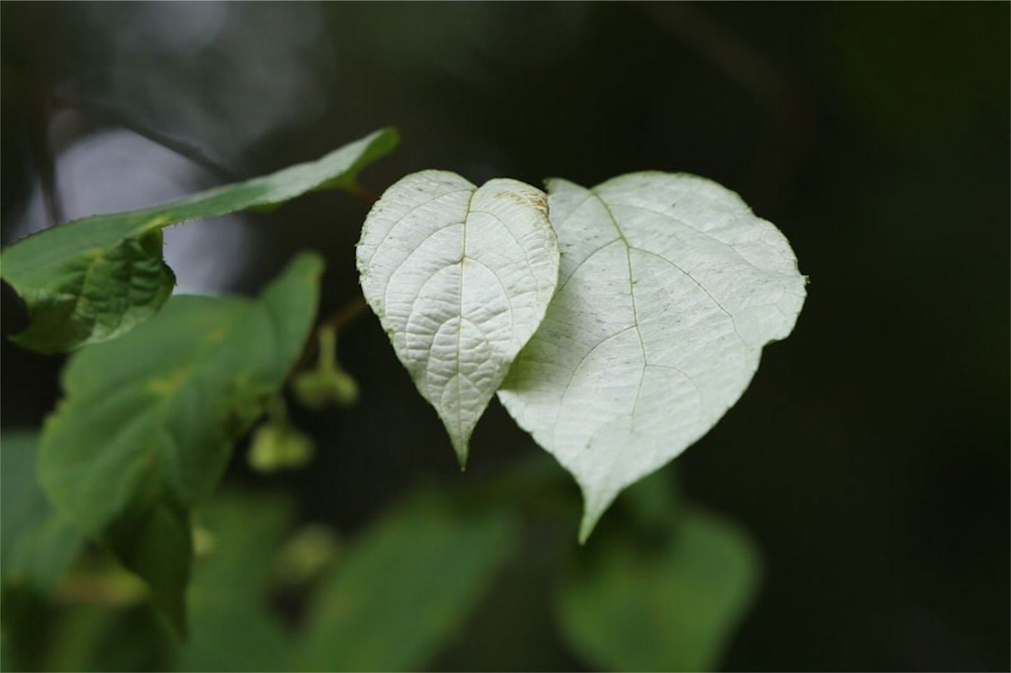 f:id:Jiroviolet:20180617204010j:image