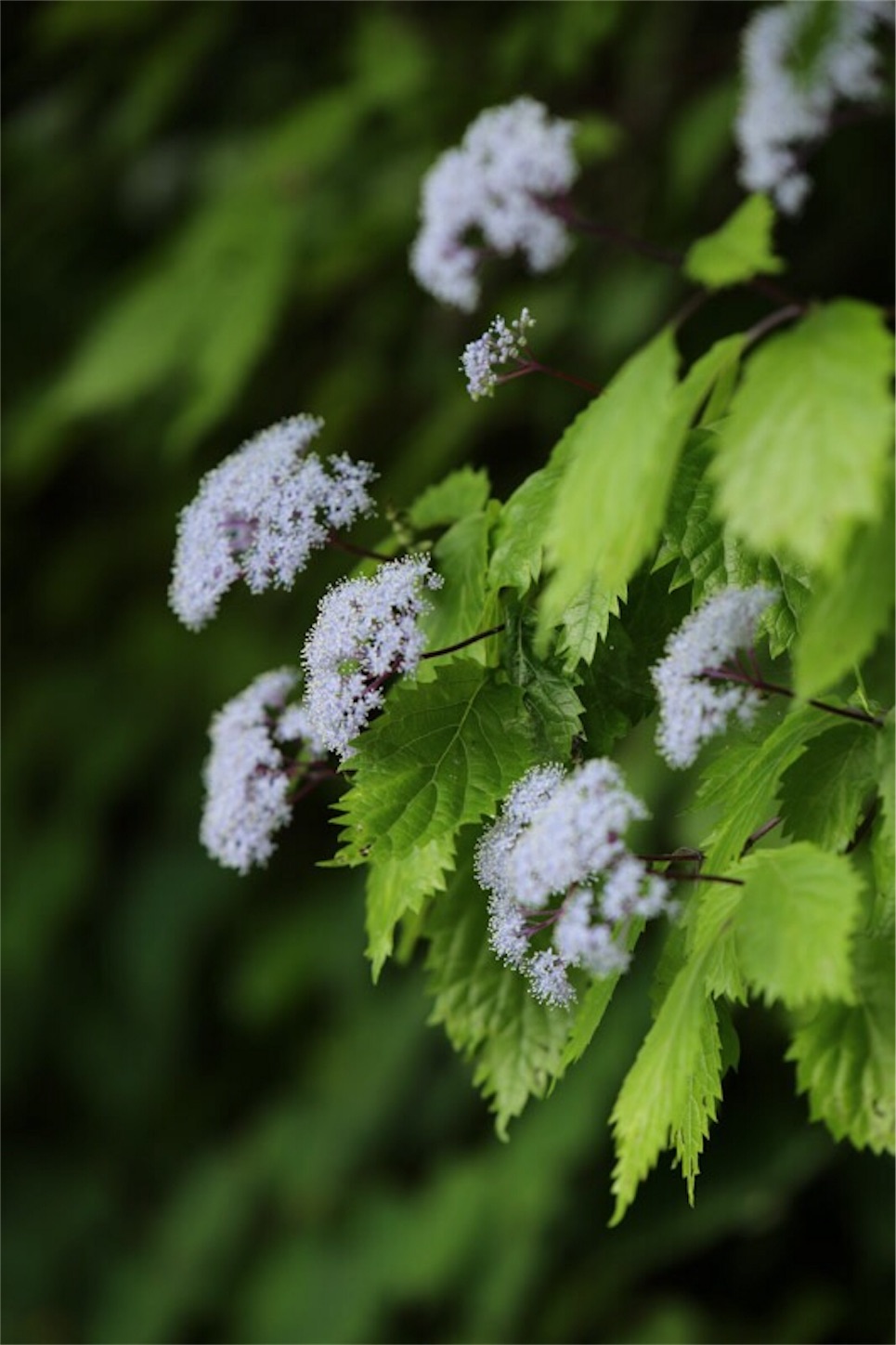 f:id:Jiroviolet:20180617204038j:image