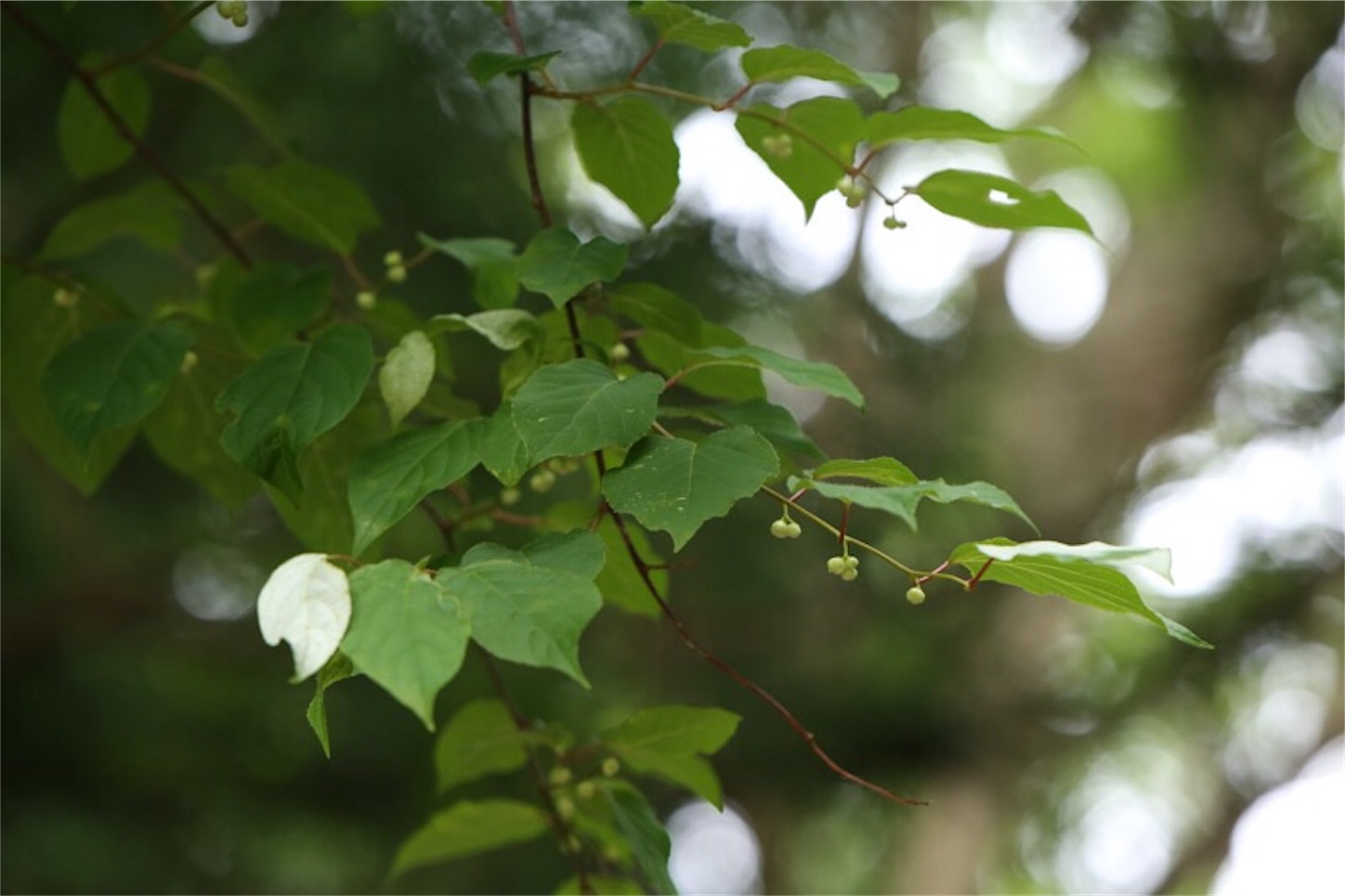 f:id:Jiroviolet:20180617205841j:image