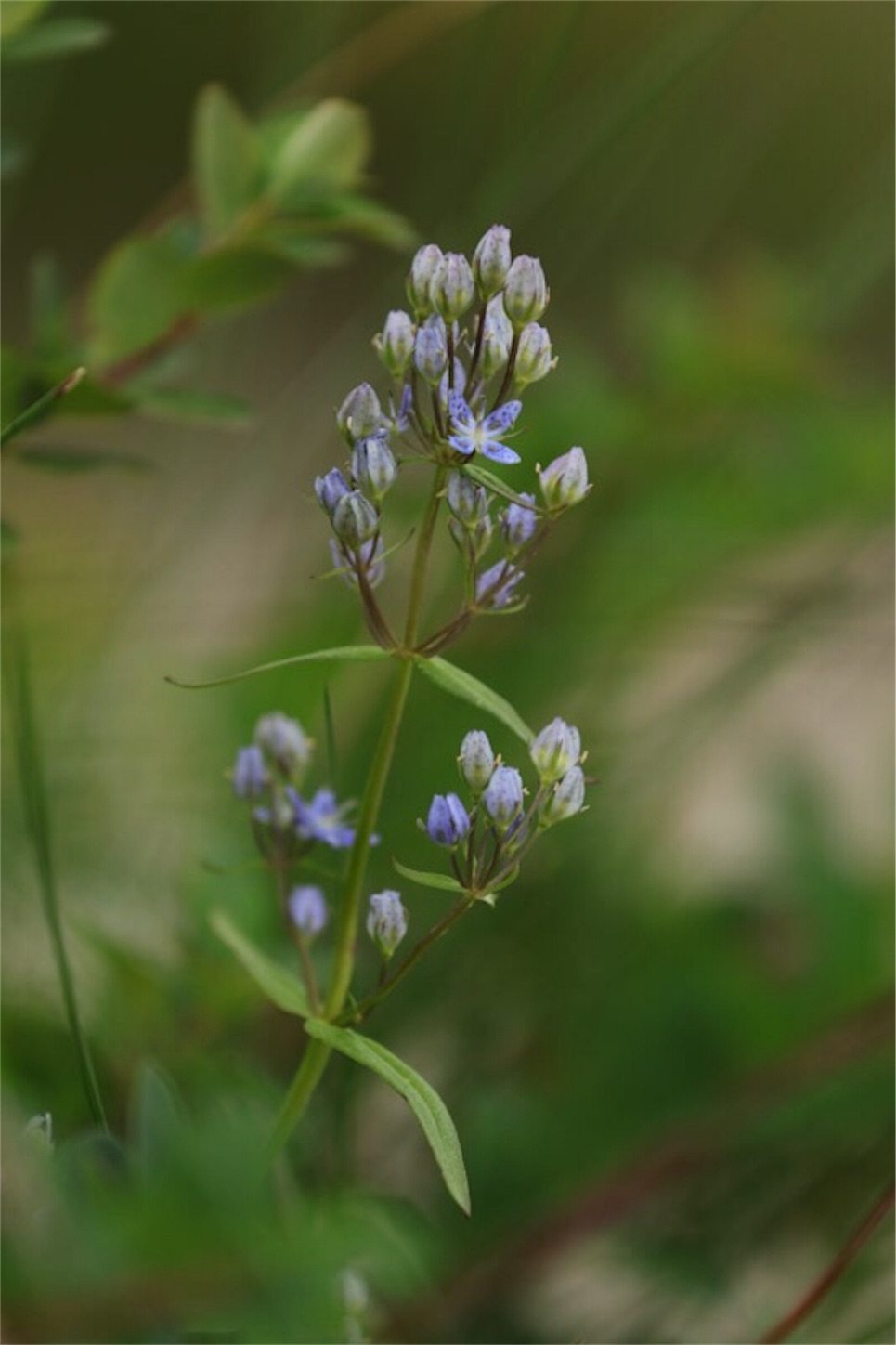 f:id:Jiroviolet:20180725182142j:image