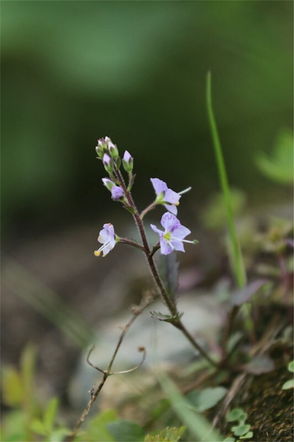 f:id:Jiroviolet:20180725182227j:image