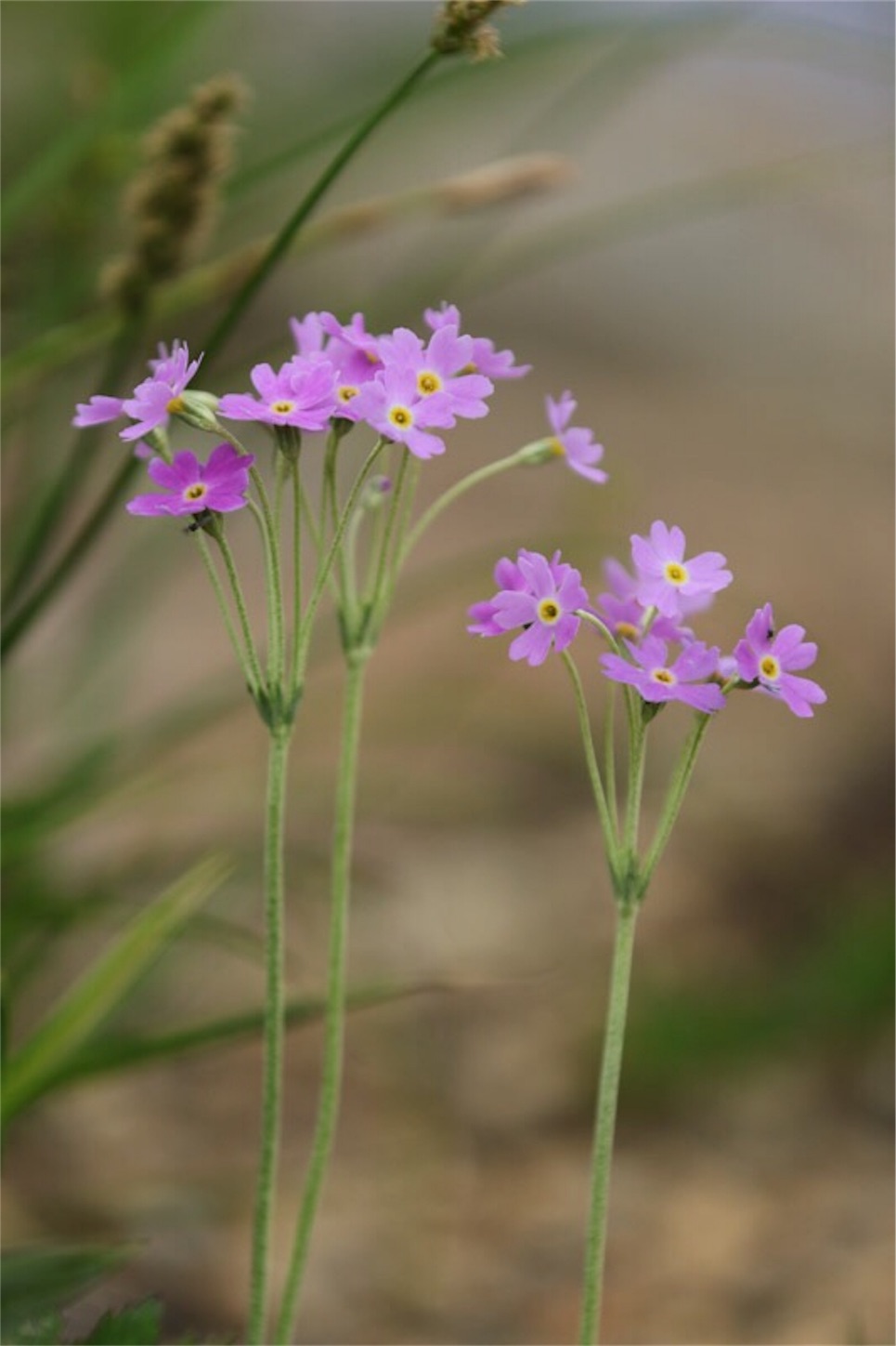 f:id:Jiroviolet:20180725182506j:image