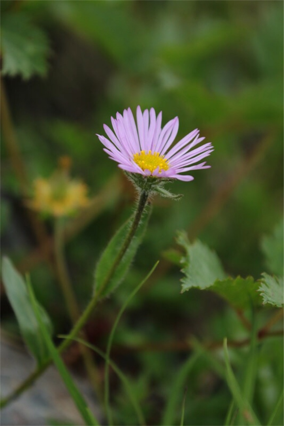 f:id:Jiroviolet:20180725182545j:image