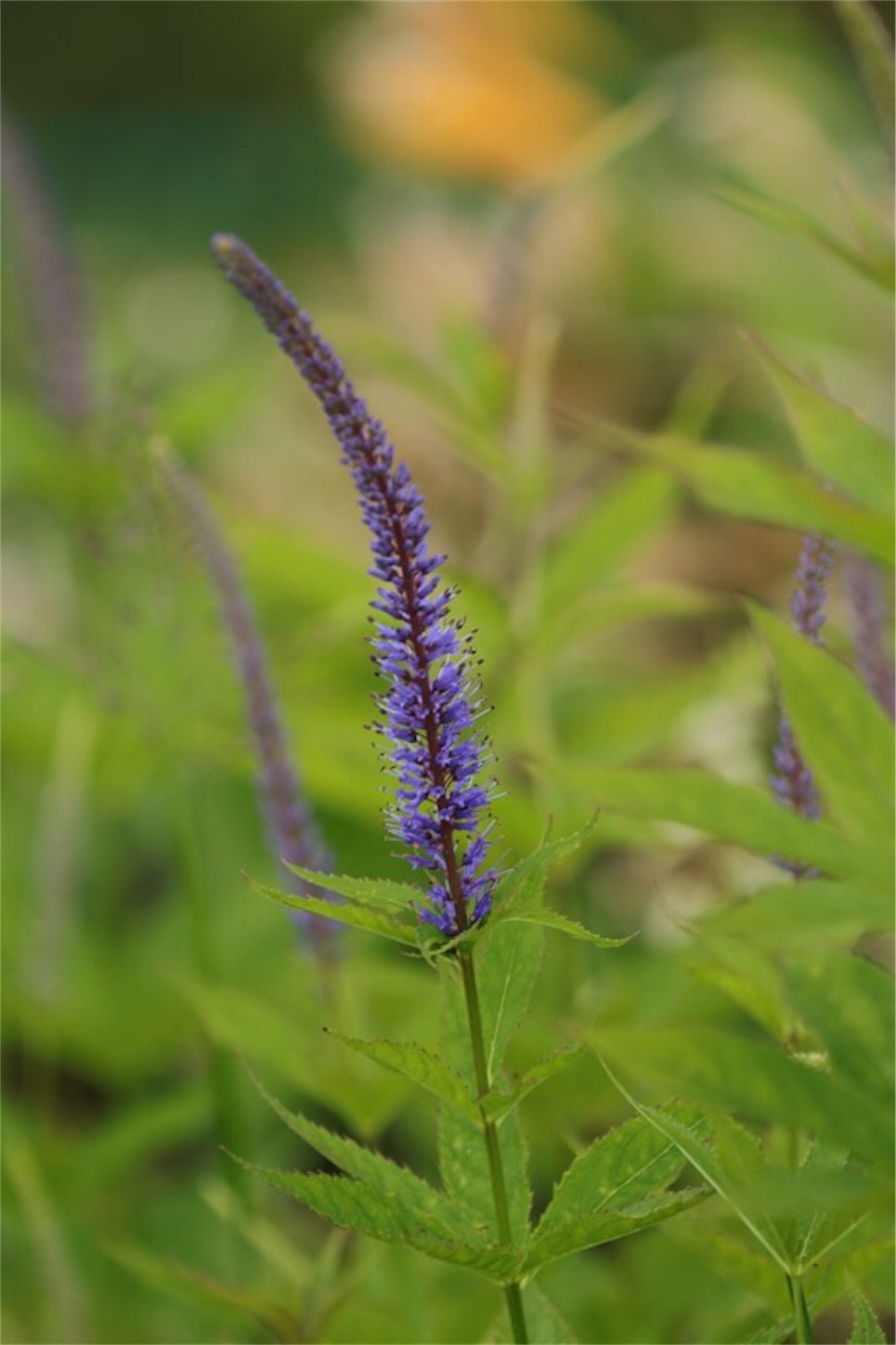 f:id:Jiroviolet:20180725182627j:image