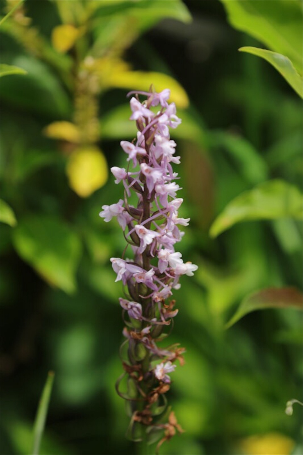 f:id:Jiroviolet:20180725182751j:image