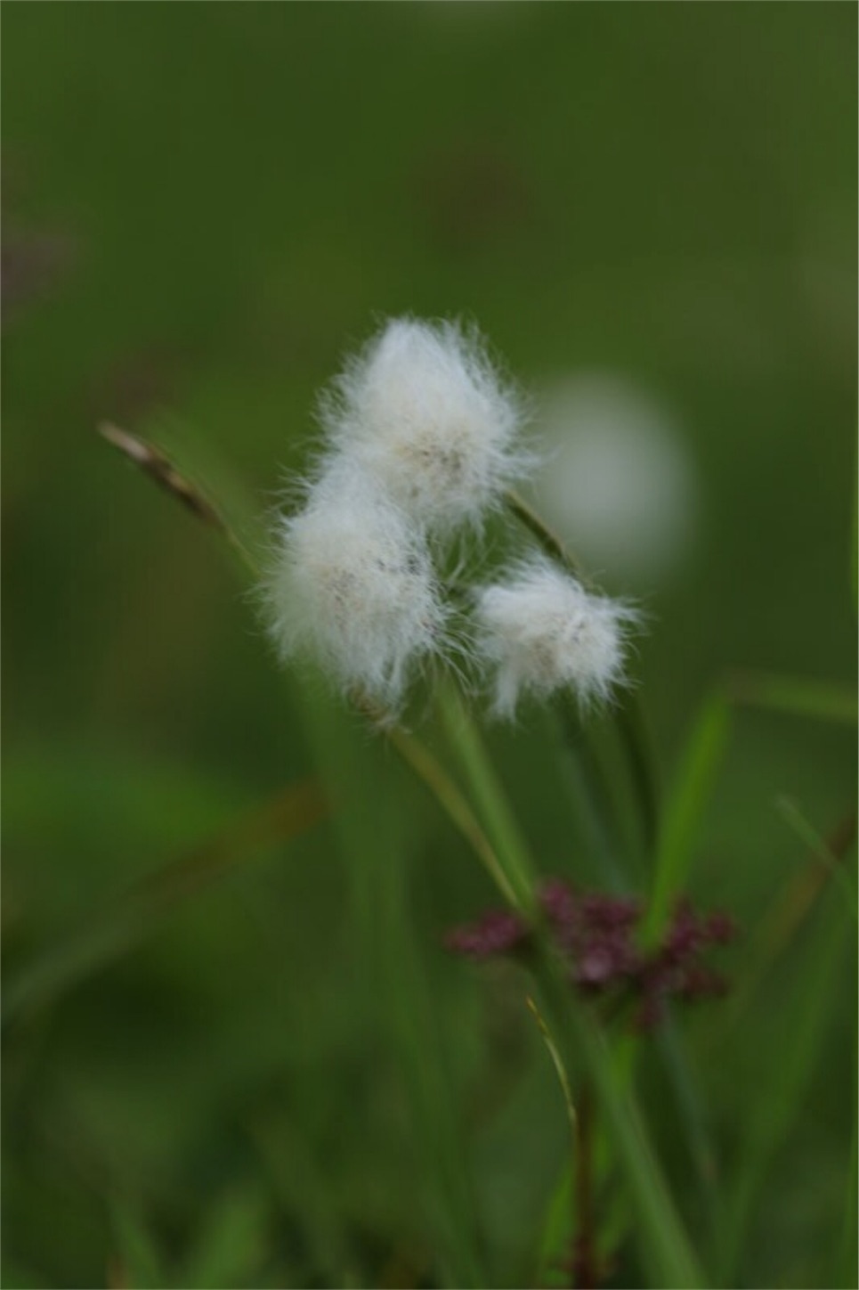f:id:Jiroviolet:20180725182904j:image
