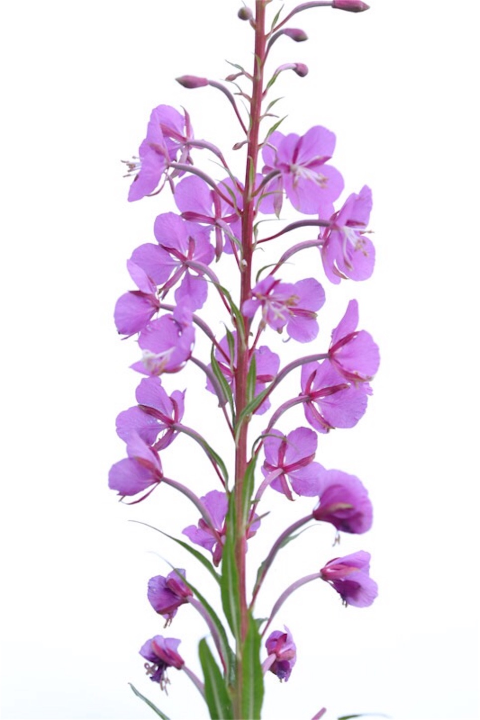 f:id:Jiroviolet:20180725183222j:image