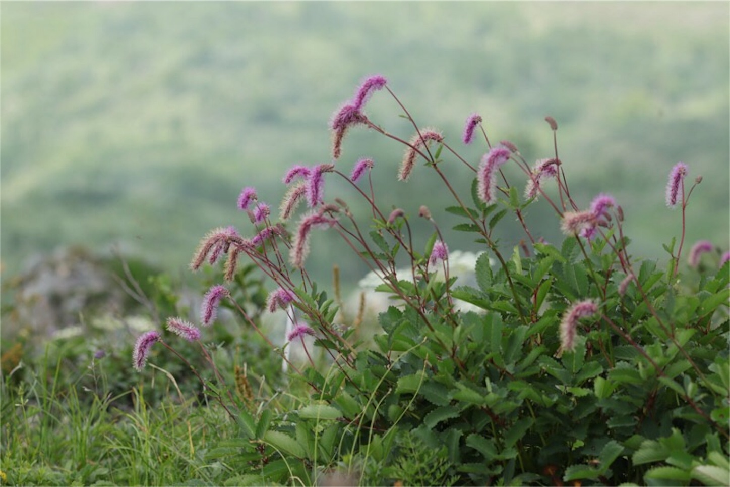 f:id:Jiroviolet:20180725183233j:image