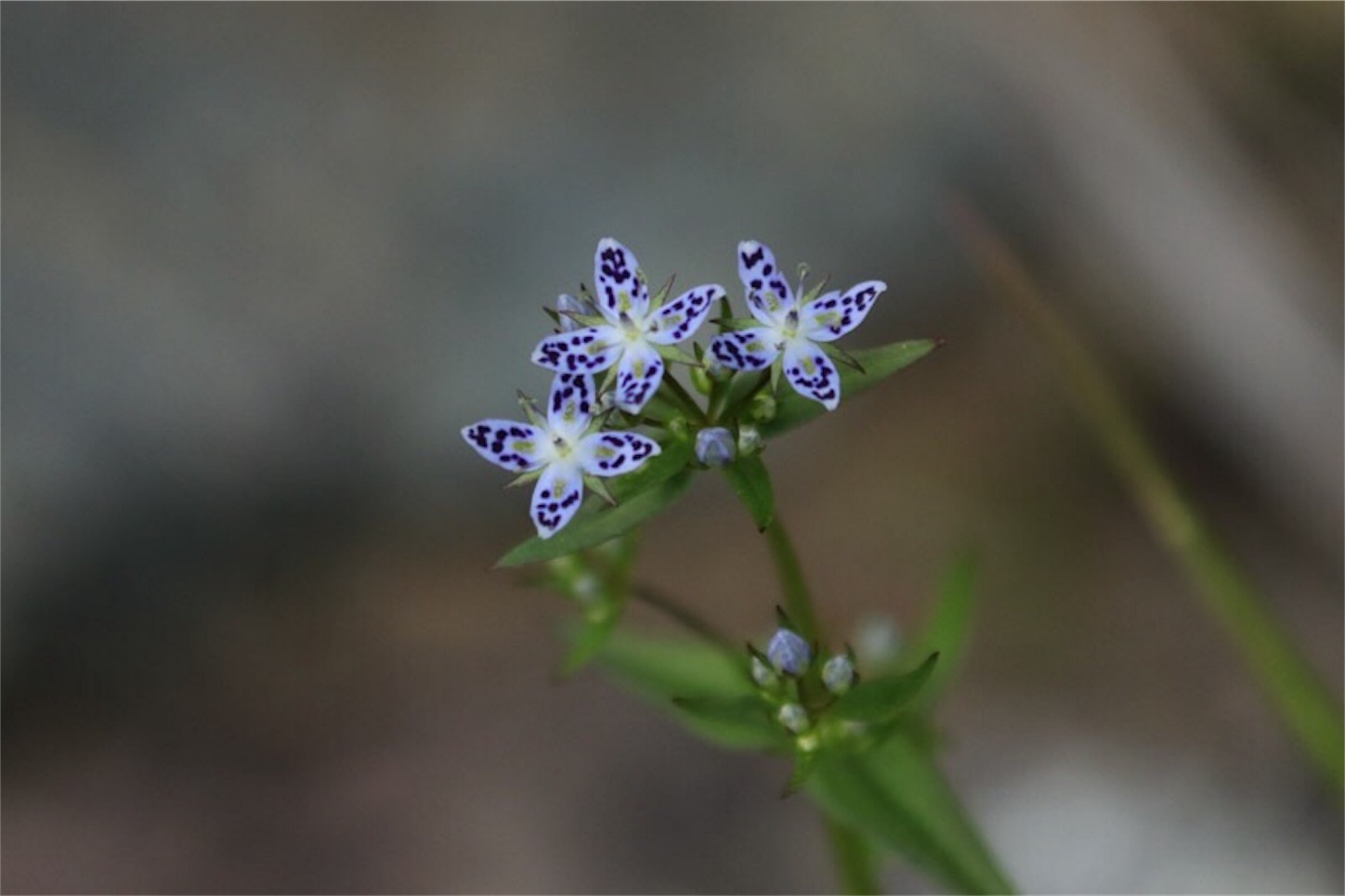 f:id:Jiroviolet:20180725184202j:image