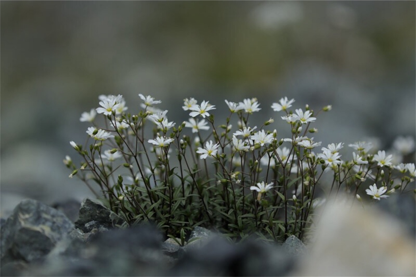 f:id:Jiroviolet:20180725202545j:image