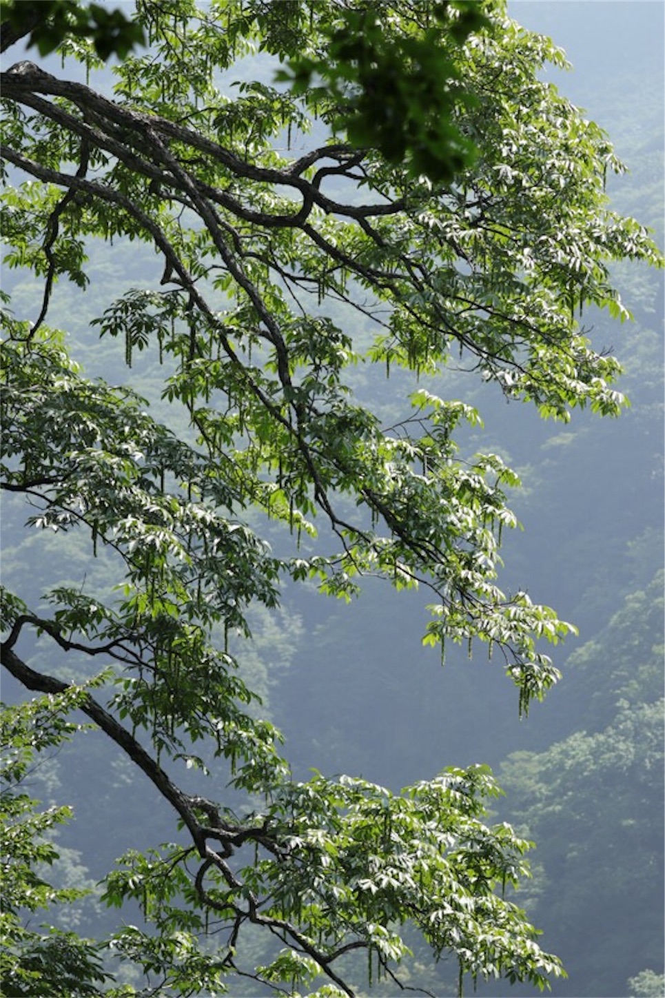 f:id:Jiroviolet:20180726204302j:image