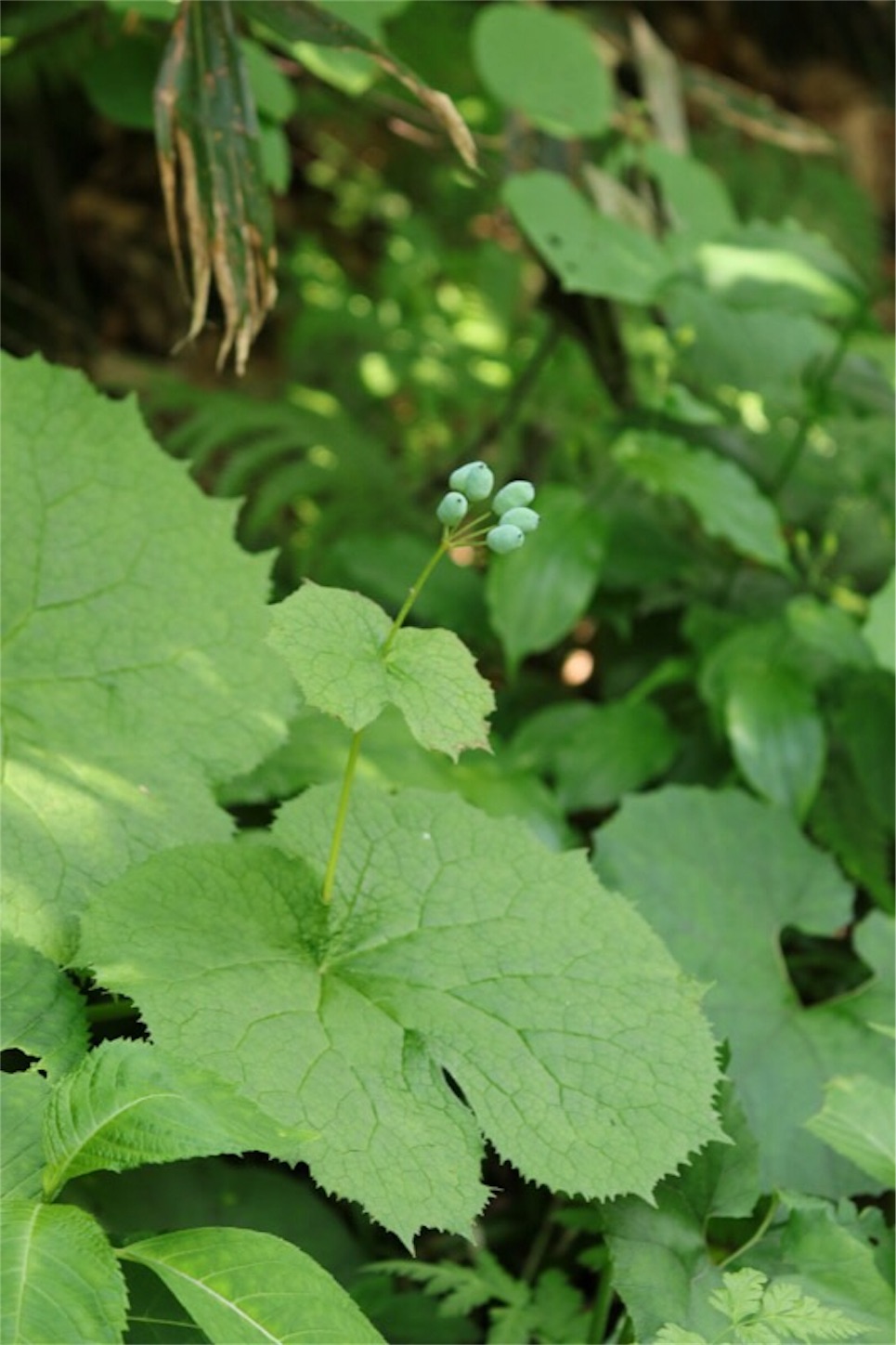 f:id:Jiroviolet:20180726205512j:image