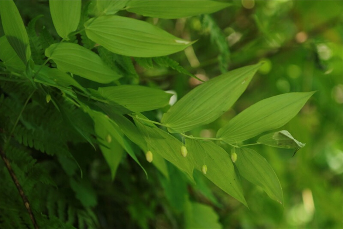 f:id:Jiroviolet:20180726210512j:image
