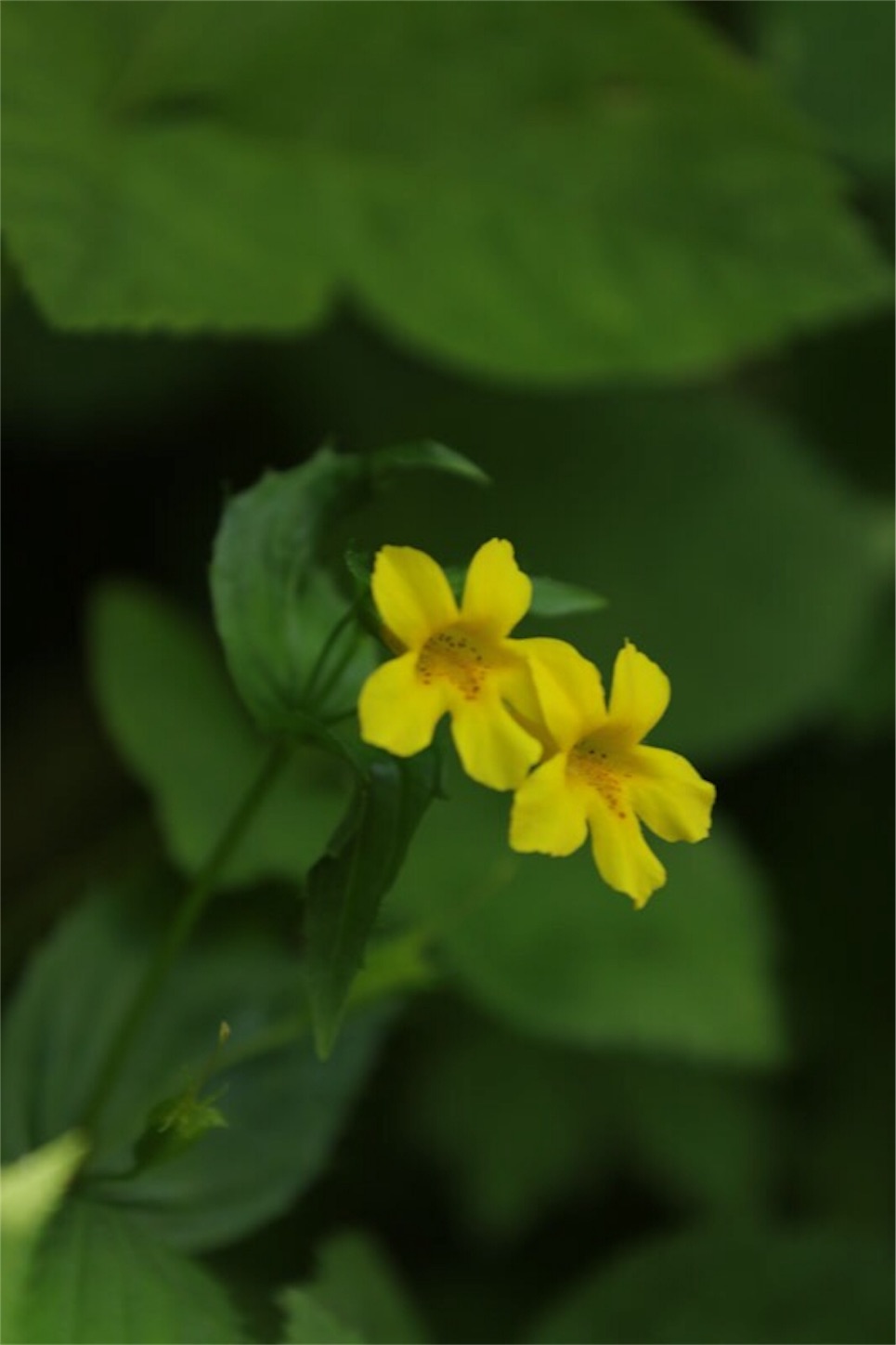 f:id:Jiroviolet:20180726210532j:image