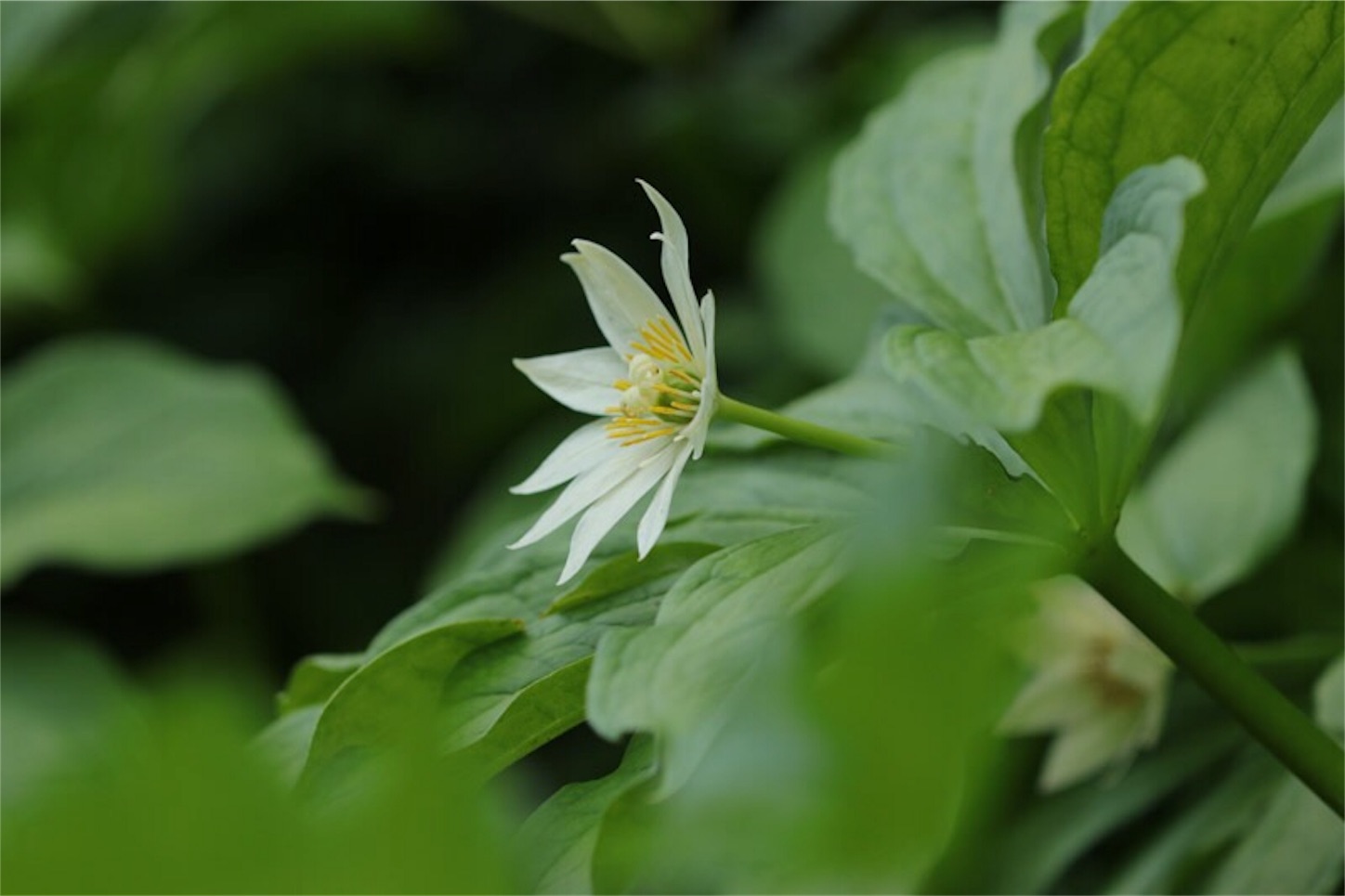 f:id:Jiroviolet:20180726224735j:image