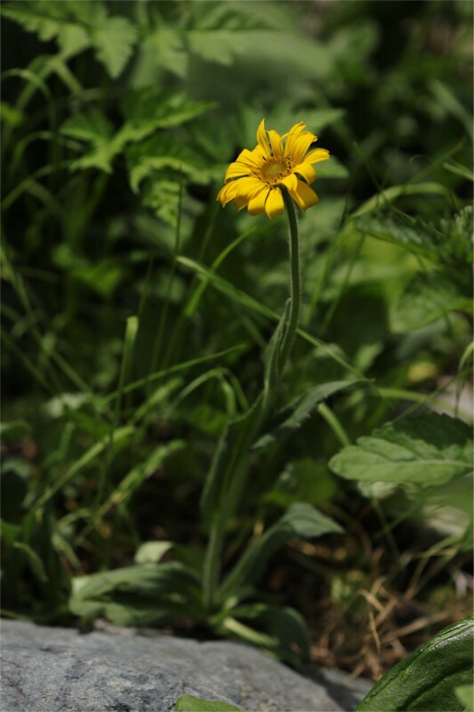 f:id:Jiroviolet:20180726224739j:image